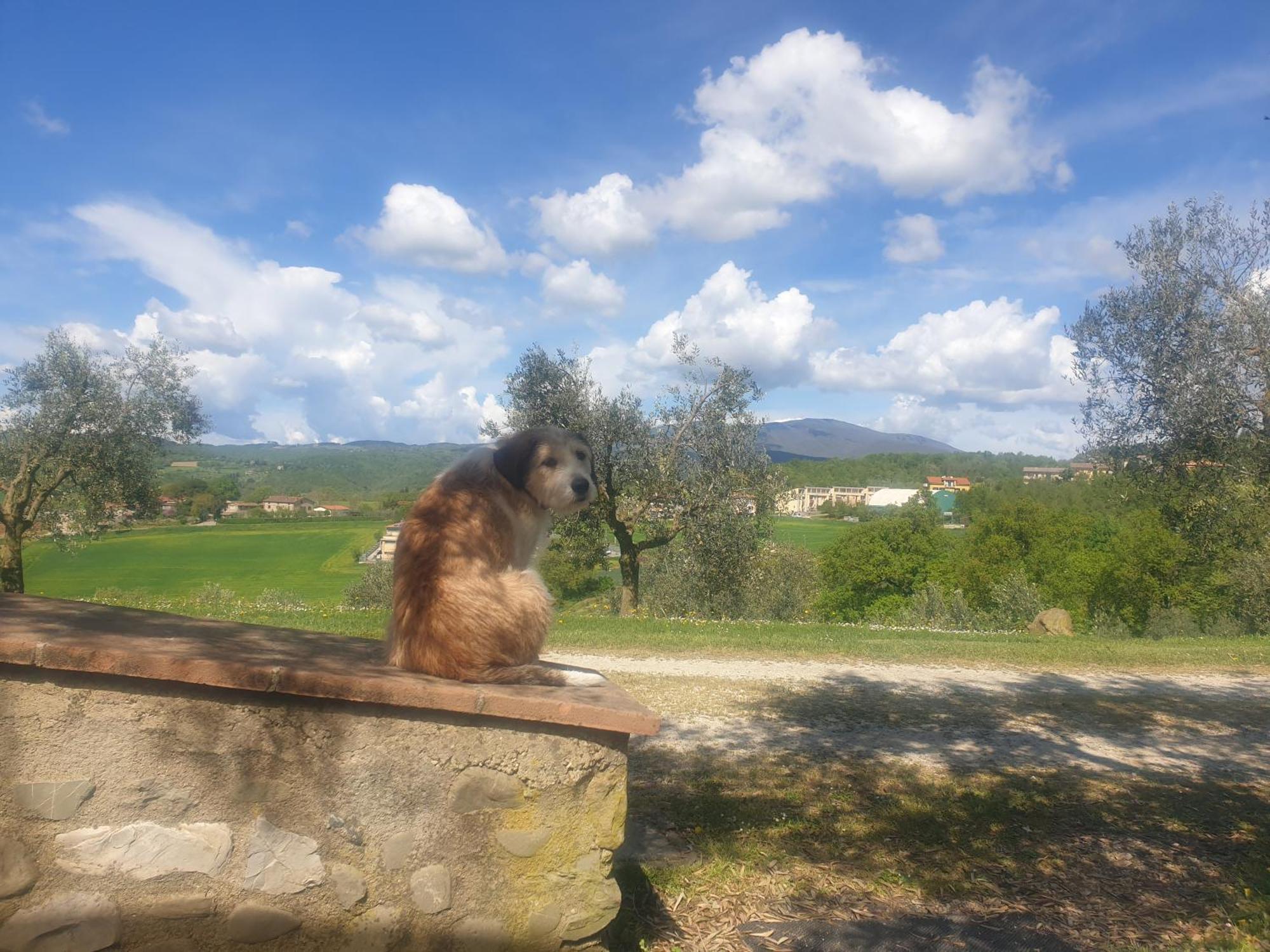 Agriturismo Val Della Pieve Anghiari Extérieur photo