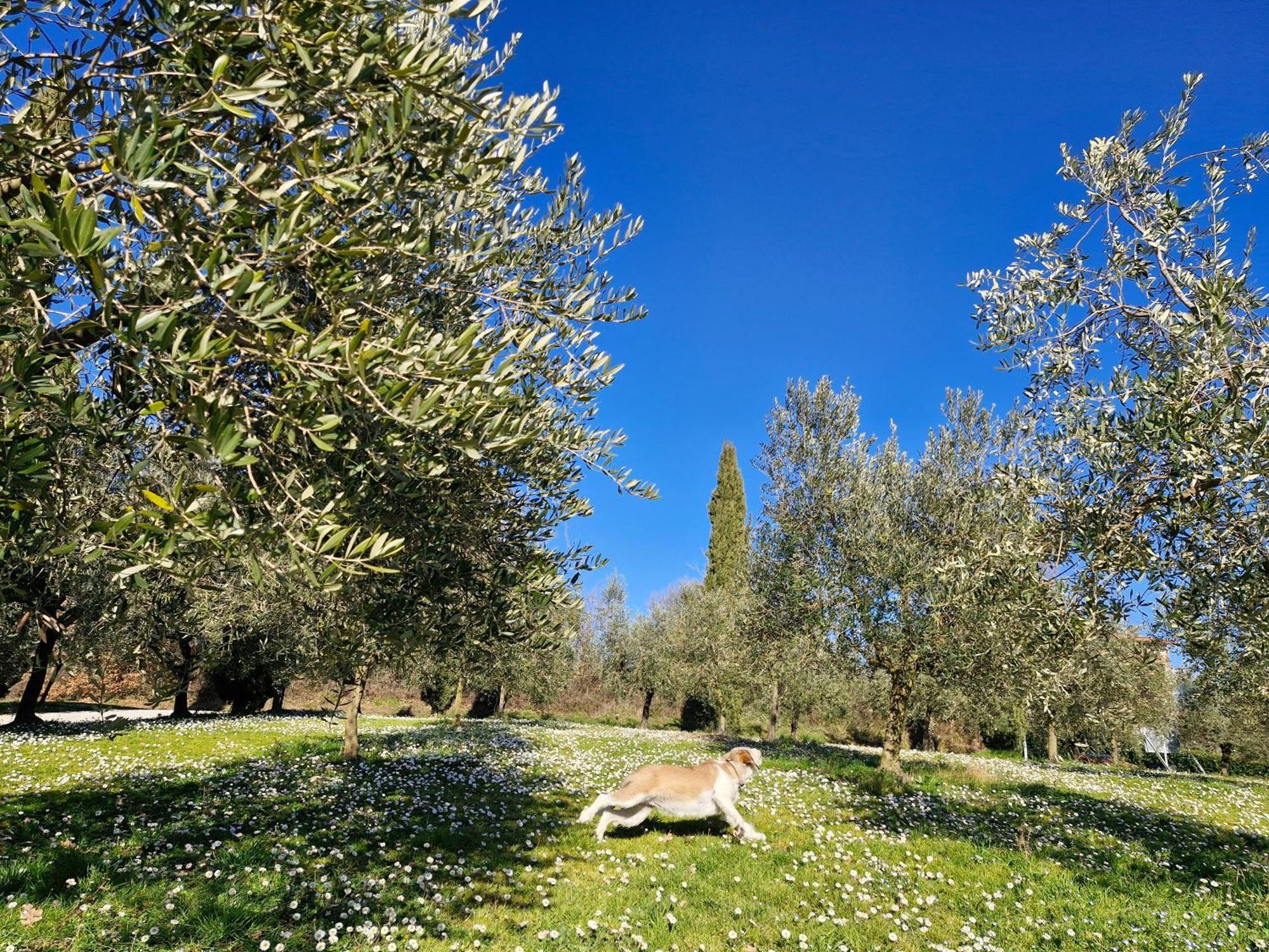 Agriturismo Val Della Pieve Anghiari Extérieur photo