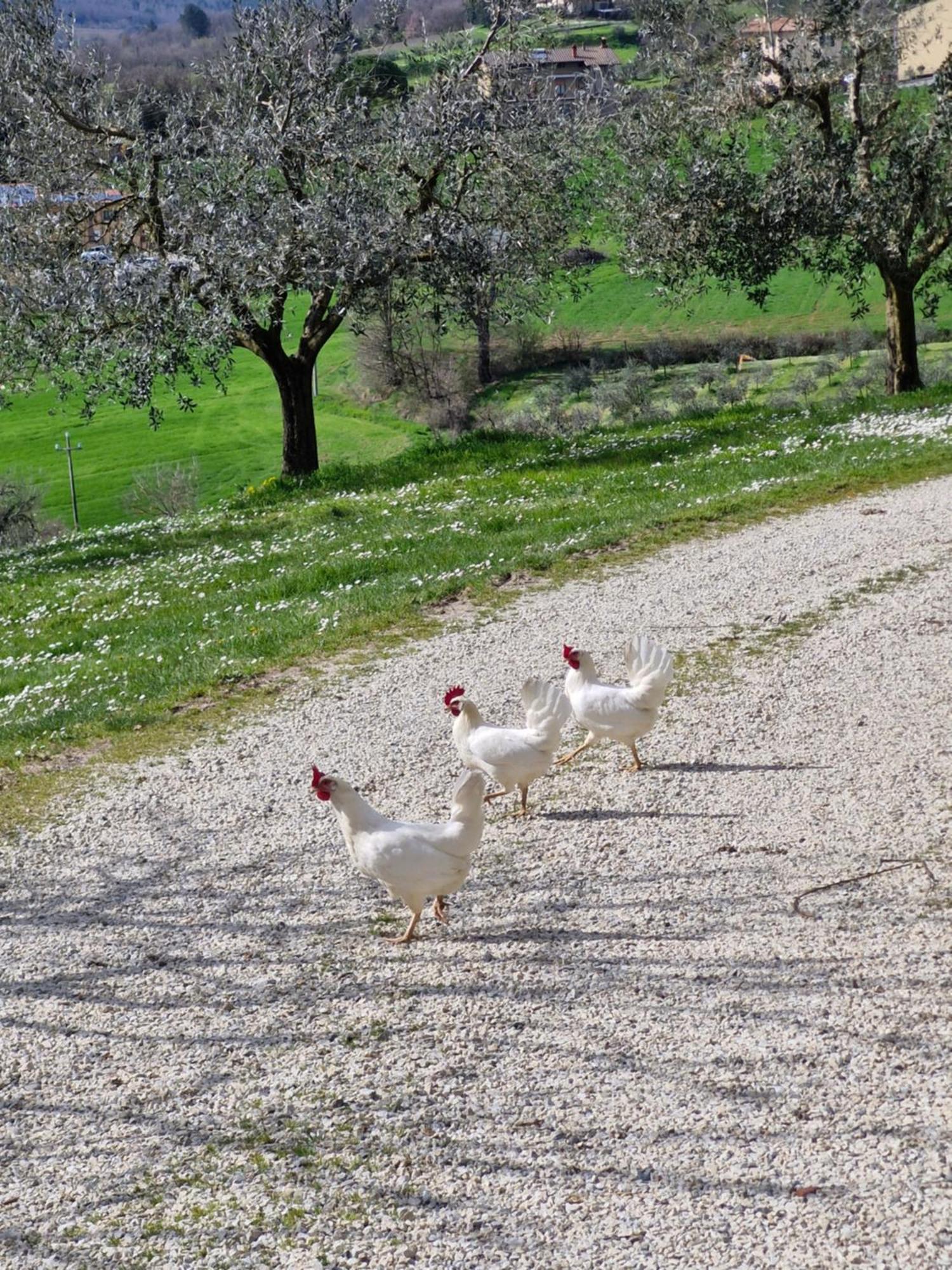 Agriturismo Val Della Pieve Anghiari Extérieur photo