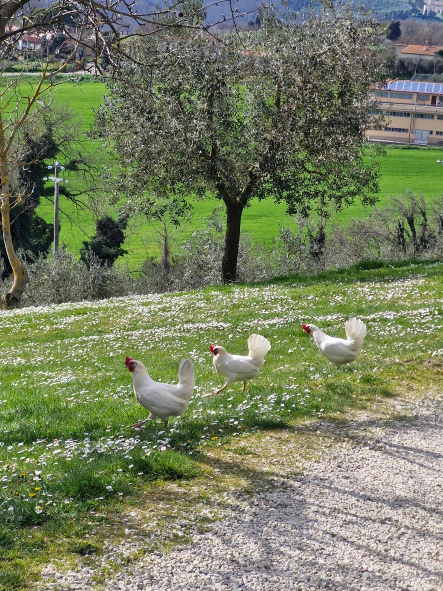 Agriturismo Val Della Pieve Anghiari Extérieur photo